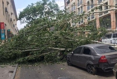 «Փաստ». Միայն 2023 թվականին Երևանում վնասվել է 136 ծառ