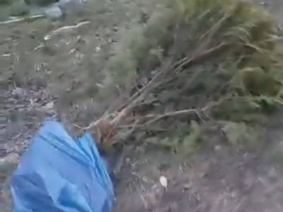 Այգում, որտեղ շինություններ քանդեցին իբր կանաչապատման նպատակով, այսօր ծառեր են քոքահան արել, որ շենք կառուցվի․ Չախոյան