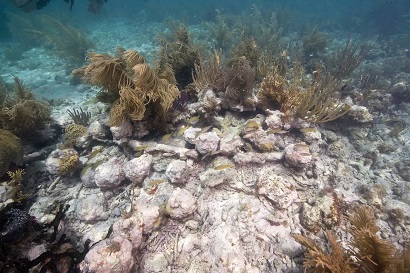 Archaeologists discover where legendary British warship that disappeared in 17th century sank