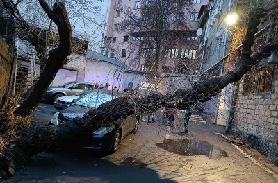Երևանում ծառը տապալվել է ավտոմեքենայի վրա