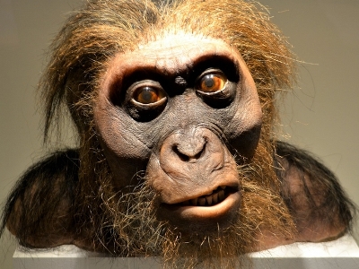 Humans started talking 1.6 million years ago, study finds