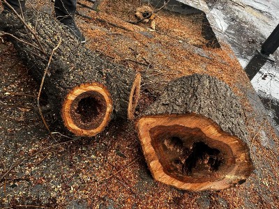 «Փաստ». Ինչո՞ւ է Երևանի քաղաքապետարանը հատում ծառերը. գարնանը միայն Թումանյան փողոցում հատվելու է շուրջ 160 ծառ