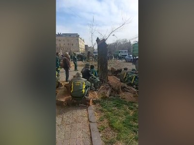 Активист: В вырубке деревьев в Ереване виноват народ