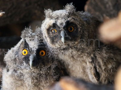 Ушастая сова – коренной житель Еревана