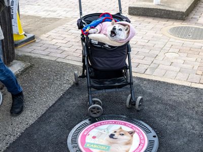 Японская собака Кабосу, прототип интернет-мема Doge, умерла на 19-м году жизни