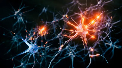 Neural Computation.Մարդու ուղեղն ի վիճակի է գրեթե 10 անգամ ավելի շատ տեղեկատվություն պահել, քան նախկինում ենթադրվում էր
