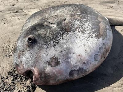 На побережье у США замечено гигантское существо