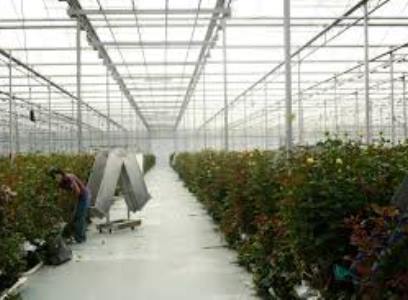 Ակունք գյուղում վարդի ջերմոցներ կկառուցվեն. Ընկերությունը 950 մլն դրամի ներդրում է խոստանում