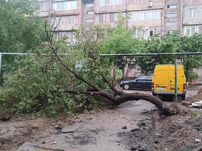 Երևանում վերջին 6 ամսում տապալվել է ավելի քան 100 ծառ