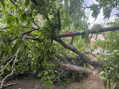 Երևանում քամուց ծառը կոտրվել և ընկել է 77-ամյա քաղաքացու վրա. նա հոսպիտալացվել է