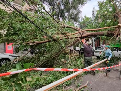 Երևանի կենտրոնում ծառի հսկայական ճյուղը պոկվել և ընկել է մեքենաների և կոմունիկացիոն լարերի վրա