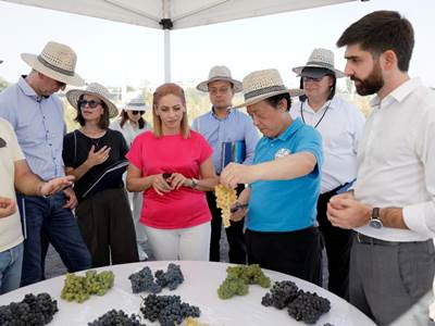 Armenia deputy economy minister, FAO head visit national collection vineyard in Armavir Province