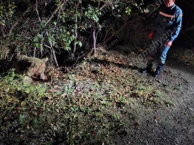 Վայոց ձորի մարզում ՎԱԶ 2106-ը հարվածել է ճանապարհի երթևեկելի գոտում հայտնված արջին