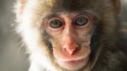 Scientists restore retina of monkey's eye using human stem cells