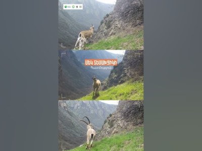 Ընձառյուծ, գորշ արջ և բեզոարյան այծեր. մեկ տեսախցիկի պատմություն «Խոսրովի անտառ» արգելոցում (վիդեո)