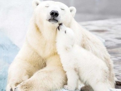 Ecology: У белых медведей появляются ужасные раны на лапах из-за изменения ледовой обстановки в Арктике