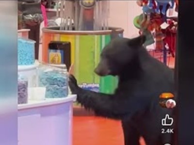 Քաղցրակեր արջն օրը ցերեկով քաղցրավենիքի խանութ է մտել