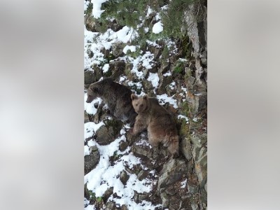Камера запечатлела зимнюю прогулку бурых медведей в Вайоцдзорской области Армении