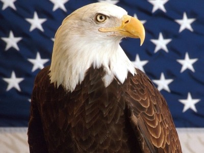 Bald eagle officially declared US national bird