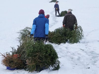 Yle. Ֆին գիտնականները տոնածառերը ընկղմում են լճակների մեջ՝ միկրոֆլորան բարելավելու համար