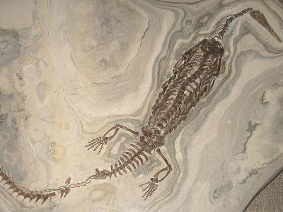 Fossil Studies. Հայտնաբերվել է մեզոզավր, որը երեք անգամ մեծ է իր հարազատներից
