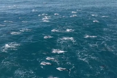 Rare video captures super pod of 2,000 dolphins off California coast