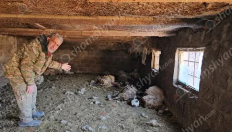 Էջմիածնում 25 մայրացու ոչխարներ հոշոտվել են թափառող շների կողմից