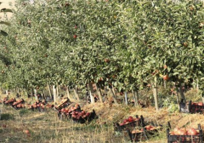 «Փաստ». Խոշորացման առումով խնդիր չկա. ո՞ր տարբերակն է գյուղատնտեսության համար առավել արդյունավետ