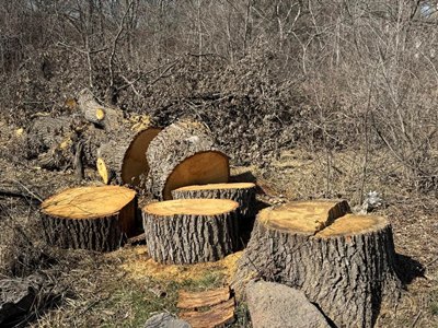 В ботаническом саду Еревана срубили около 30 жизнеспособных дубов