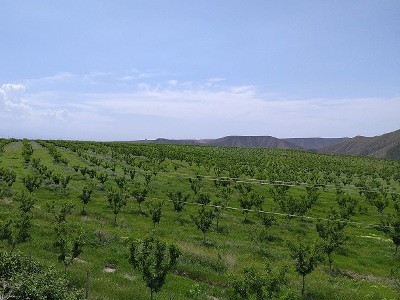 Տալվորիկ գյուղին կից տարածքում կհիմնվեն դեղձի և նեկտարինի ինտենսիվ այգիներ՝ 182 հեկտար մակերեսով