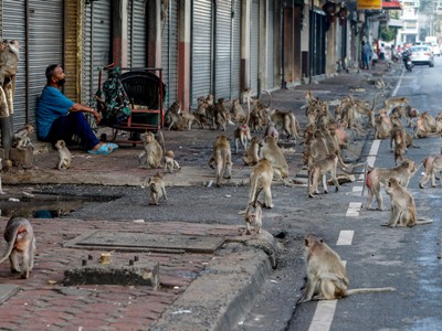 India starts mass hunt for monkeys due to Miss World pageant
