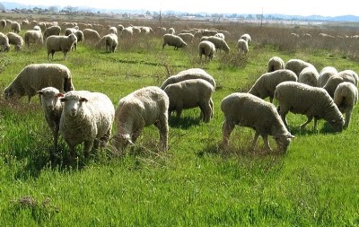 «Փաստ». Տնտեսվարողները պետության կողմից կատարվող որոշակի ծախսերը պետք է վերադարձնեն պետբյուջե. նախագիծ