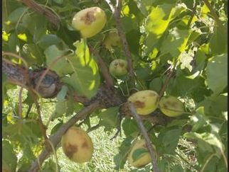 Լեռնագոգ գյուղում կարկուտի հետևանքով ամբողջ բերքը վնասվել է. ծիրանի բերքահավաքը գյուղում նոր էր մեկնարկել