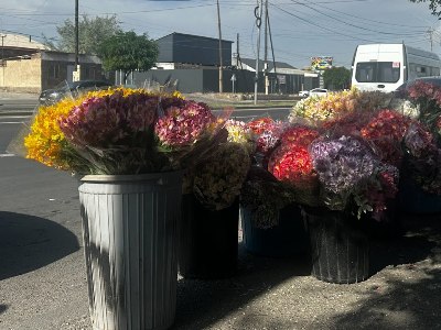 Ծաղկի բիզնեսով զբաղվող ջերմոցատերերը պատրաստվում են ճանապարհ փակել (ուղիղ)
