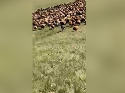 Շիրակի մարզում 772 հատ ոչխար են գողացել