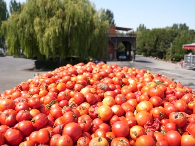 Պետաջակցության ծրագիր լոլիկ մթերողների համար (վիդեո)