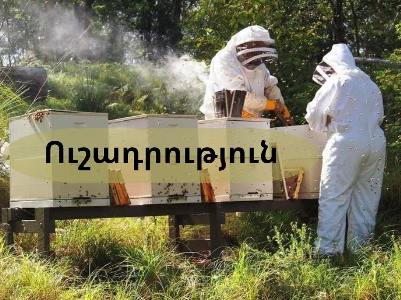 Մեղրիի համայնքապետարանն արձագանքել է մեղուների շրջանում արձանագրված անհասկանալի վարքագծի հետ կապված ահազանգին