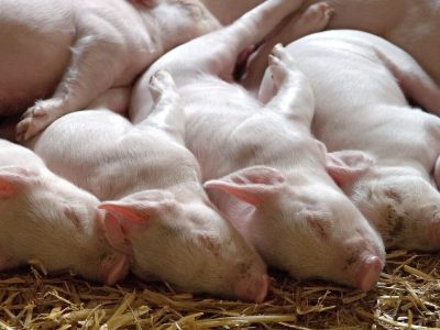 Nikkei Asia reports that Japan will breed cloned pigs for human organ transplants