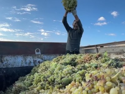 В Грузии переработали рекордный за 30 лет объем урожая винограда