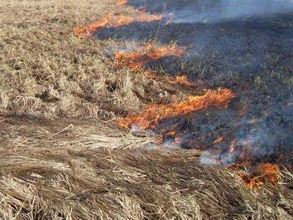 Лесной пожар в Тавуше распространяется