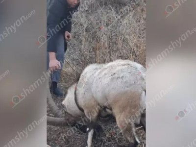 Կապանցին ընկերների հետ փրկել է մետաղական ցանցի մեջ արգելափակված Բեզուարյան այծին և ազատ արձակել
