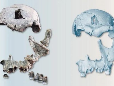Homo erectus-ը՝ նոր տեսանկյունով. 1,5 մլն տարեկան հնագույն մարդու դեմքը զարմացրել է գիտնականներին