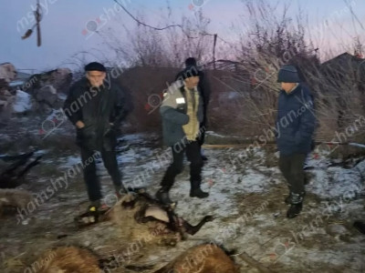 В Армавире волки растерзали отару овец – поблизости не оказалось ни одной собаки