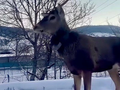Недавно замеченного в Лорийской области Армении благородного оленя вернули в национальный парк «Дилижан»