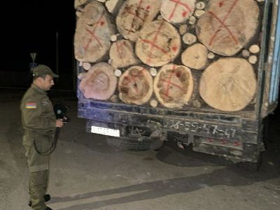 2025-ին ապօրինի հատվել է 11852 ծառ. Տեսչական մարմին