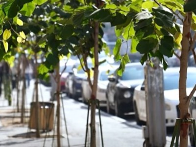 Разъяснение мэрии: Почему в Ереване вырубают деревья?