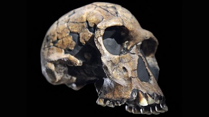 Первый предок человека: кто такой Homo habilis на самом деле?