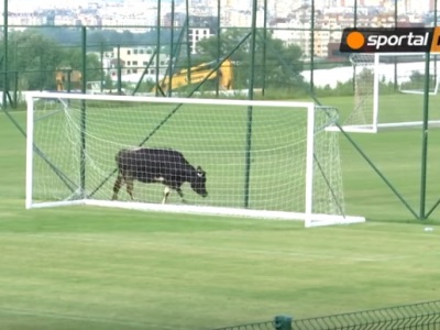 Cow “interrupts” football match