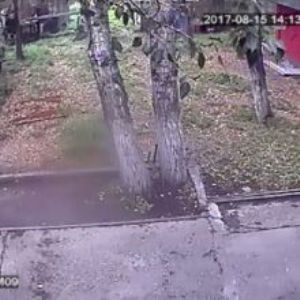 Արջը կծել է սրճարանի հարբած հաճախորդի ձեռքը