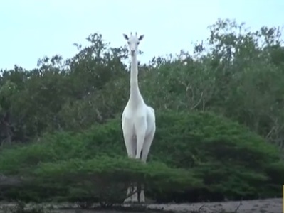 Քենիայում հազվագյուտ սպիտակ ընձուղտ են հայտնաբերել